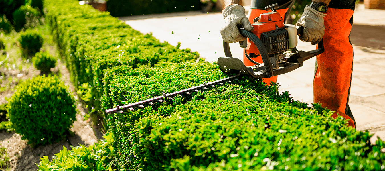 Hedges and Bushes Trimming