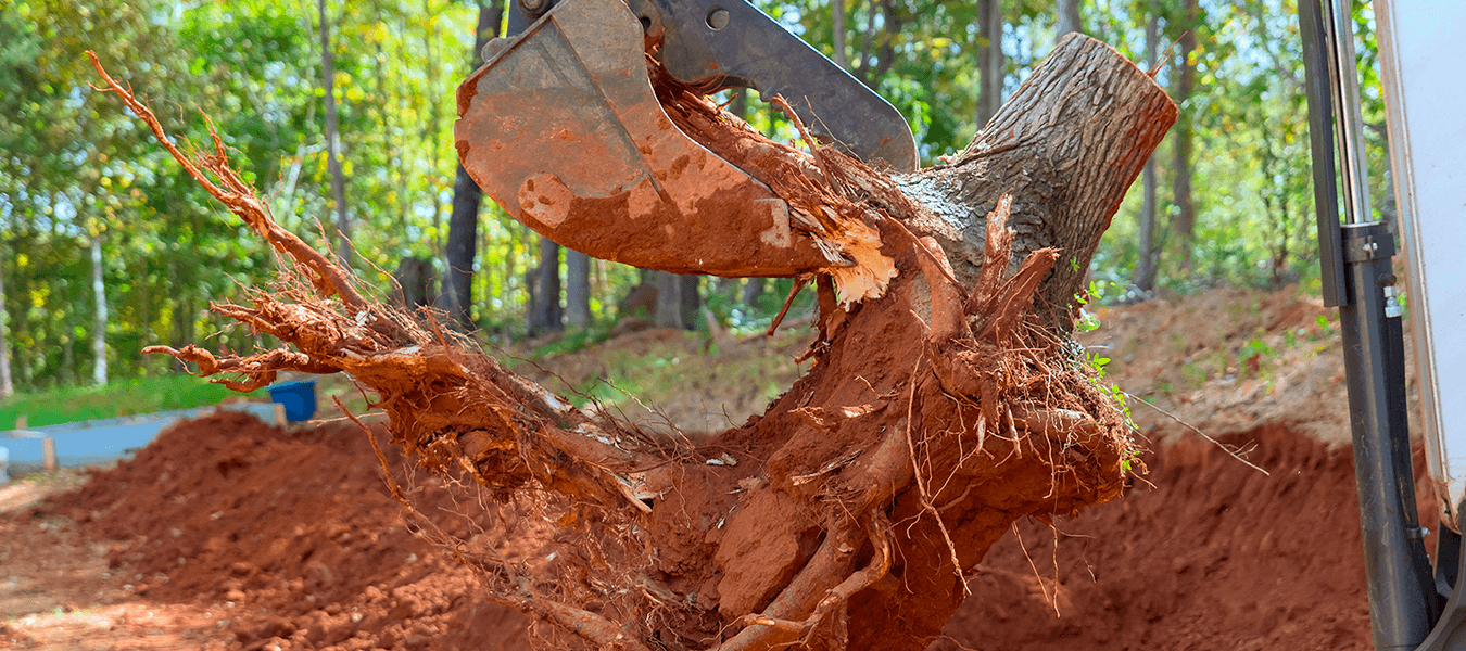 Stump Removal