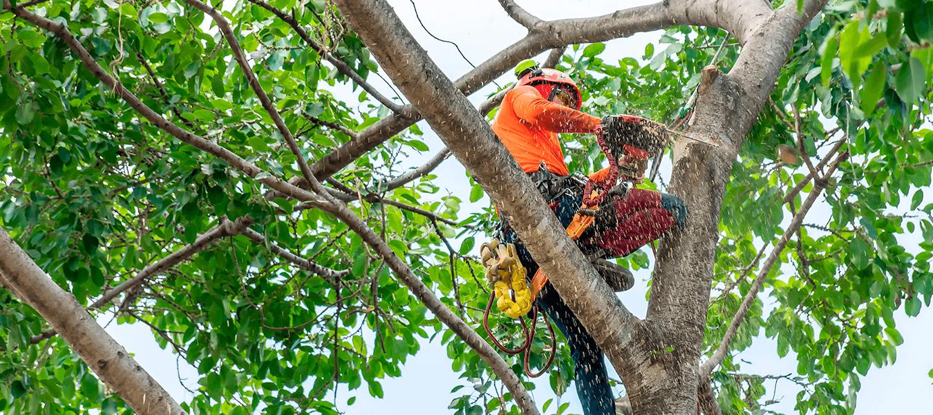 Tree Trimming