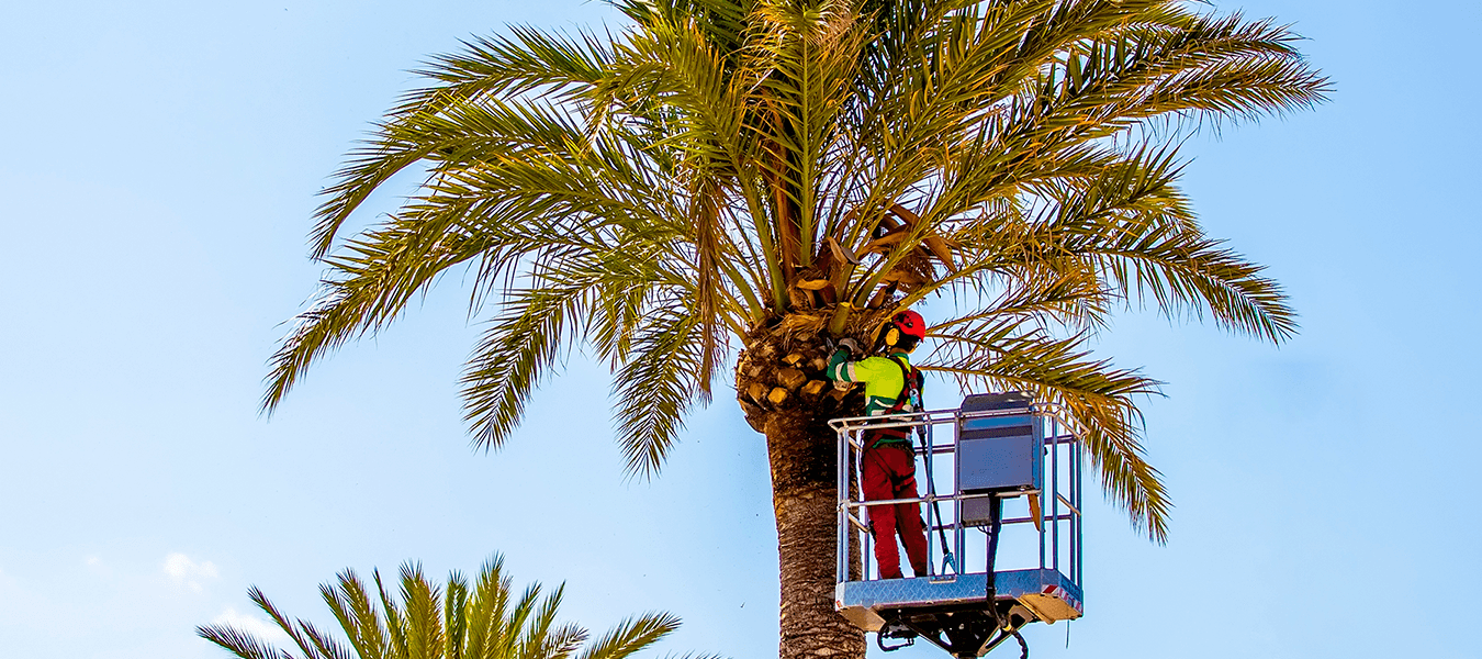palm Tree Trimming